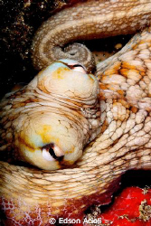 Octopus. Nikon D90, 60mm lens, two YS-120 strobes. by Edson Acioli 